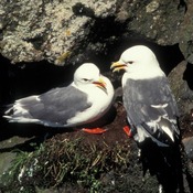 Red-legged Kittiwake